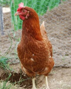 The Pecking Order Here at Sunflower Farm Image